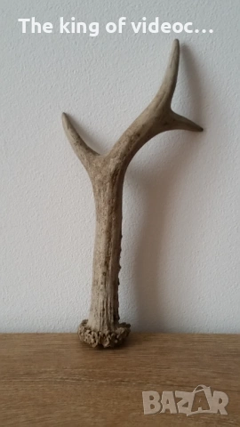 Еленски рог , снимка 2 - Декорация за дома - 53508688