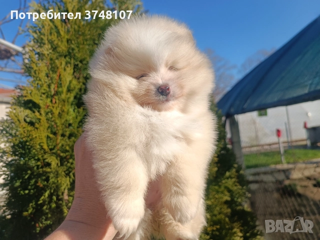 Померан/Померани, снимка 4 - Померан - 52920016