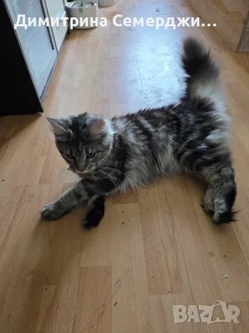 Котки мейн кун  ., снимка 4 - Мейн кун - 55847484