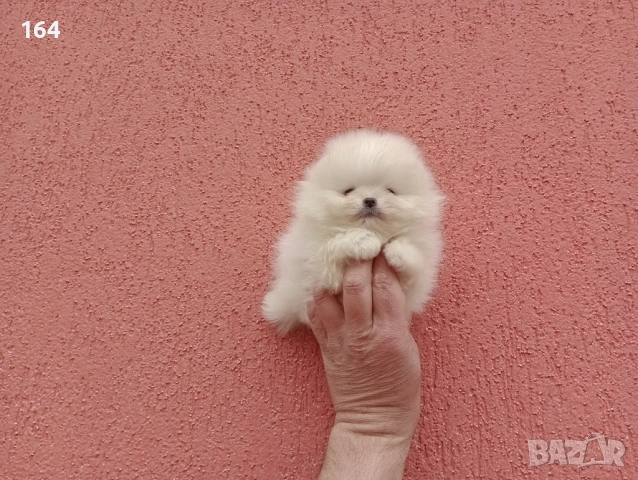 Различни възрасти! Богат избор на мини Померани. Реални снимки !!! , снимка 2 - Померан - 53772615