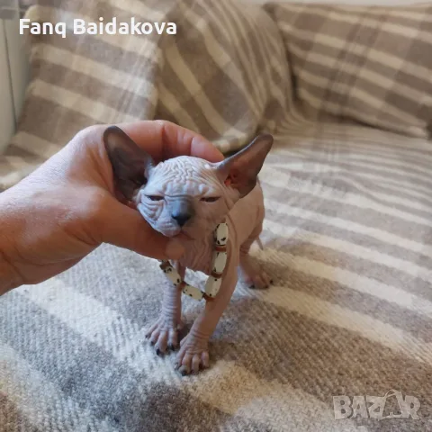 Котка порода сфинкс, снимка 8 - Сфинксове - 55954475