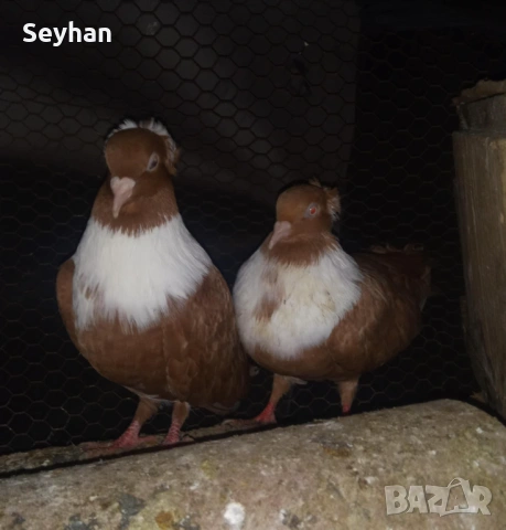 Чирпански гълъби 