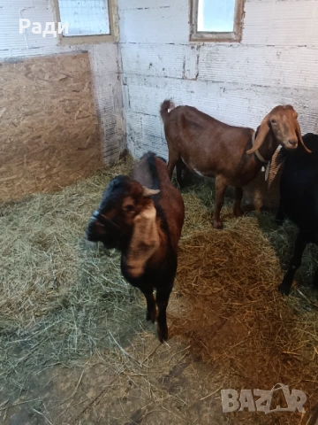 Продавам хубаво пръчле и млада коза., снимка 3 - Кози - 53069139