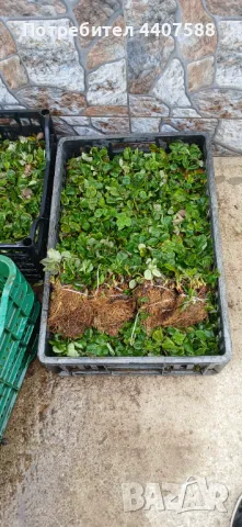 Разсад ягоди целогодишни , снимка 13 - Разсади - 49884414