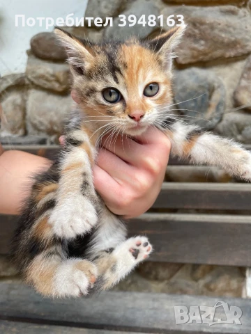 🐾Подарявам котета!, снимка 1