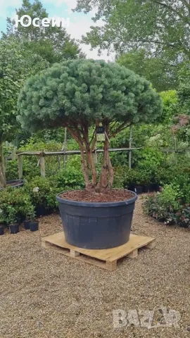 Фиданки от борчета, снимка 9 - Разсади - 48454749