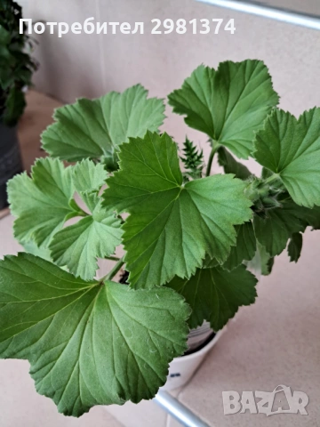 Кралско мушкато, снимка 3 - Стайни растения - 53105566