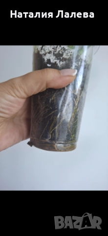 Епипремнум, epipremnum Marble Green, снимка 5 - Стайни растения - 51818772