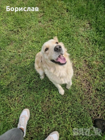 Бебета Голдън ретривър , снимка 9 - Голдън ретривър - 51928849