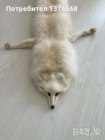 яка/кожа от сребърна лисица