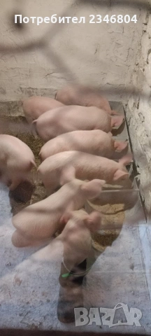 80 кг женско и 3 бр малки 30 кг, снимка 4 - Прасета - 53748391