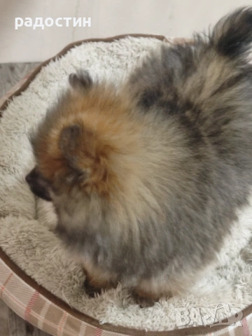 Померанчета мини, снимка 5 - Померан - 52708905
