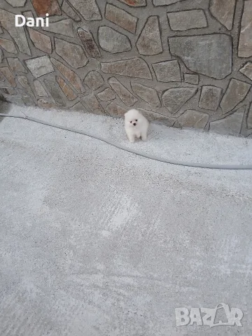 Mini Pomeran Momce