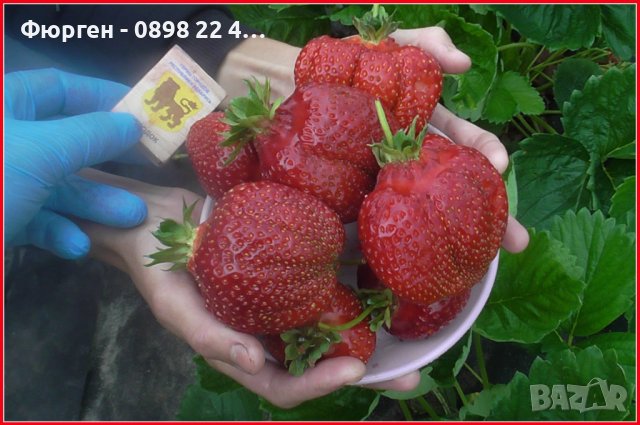 Ягода сорт "Мадам Муто", снимка 5 - Разсади - 40612642