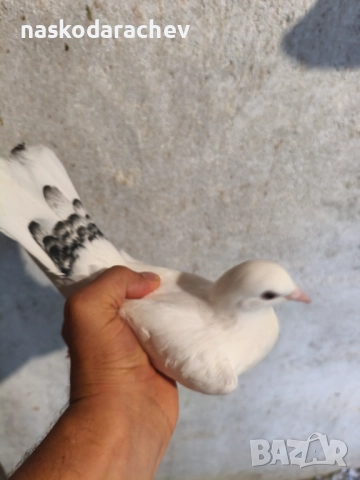 Гълъби порода Бенкалии (бемкалии, карабелии), снимка 2 - Гълъби - 52410859