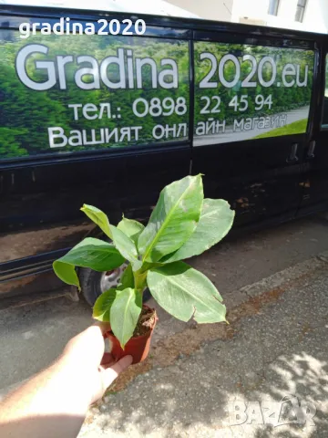 Банан, снимка 4 - Разсади - 49692230