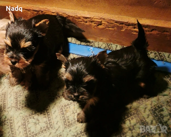 Йоркширски териер мини 