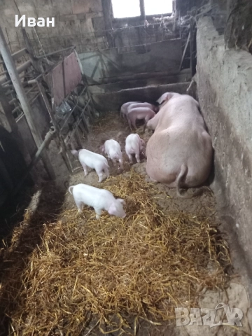 Прасета, снимка 7 - Прасета - 52757302