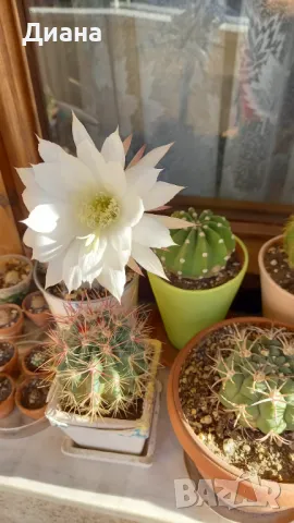 Ехинопсис denudatum, снимка 3 - Стайни растения - 50143956