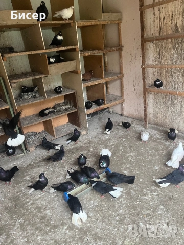 Търговишки гълъби, снимка 13 - Гълъби - 52495923