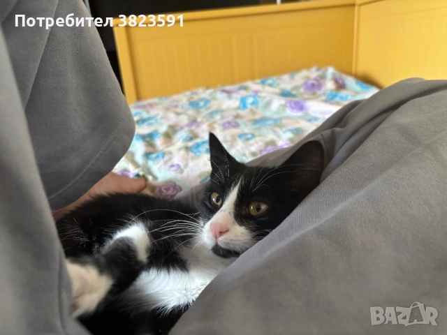 Подарявам мъжkо котенце на 4 месеца - Батман, снимка 11 - Други - 51780705