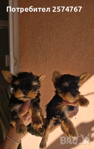 Мини йоркширски териери , снимка 1