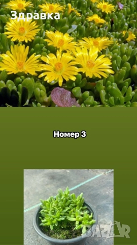 Делосперма 6 цвята , снимка 3 - Градински цветя и растения - 44407392