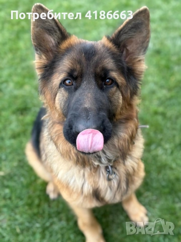 Чистокръвна немска овчарка, снимка 9 - Немска овчарка - 53094576