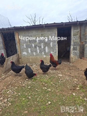 Оплодени яйца Брезе, Австралорп, Черен мед Маран и Крем Легбар, снимка 10 - За птици - 53035367