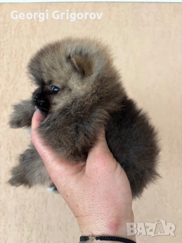 Момиче, снимка 3 - Померан - 53555955