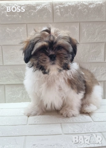 Ши Тцу Shih Tzu, снимка 6 - Ши Тцу - 53657186
