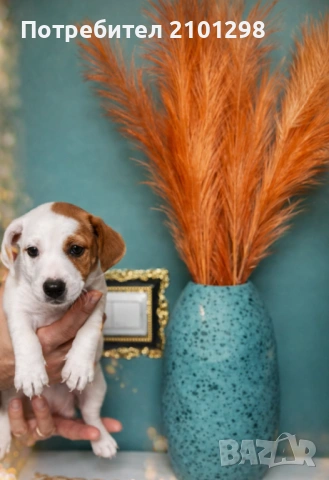 Джак Ръсел , снимка 3 - Джак ръсел териер - 53585388