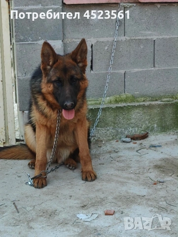 Немска овчарка , снимка 2 - Немска овчарка - 53669014
