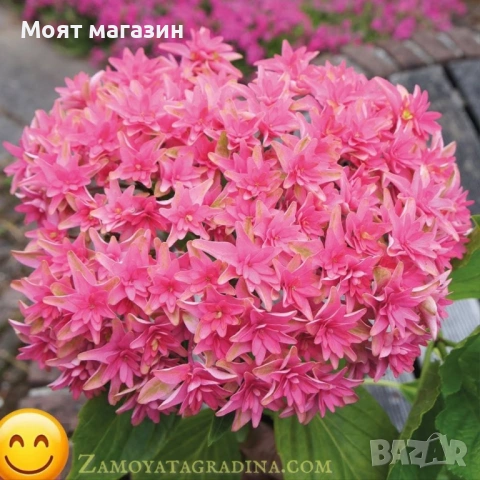 Хортензия - Принцеса Даяна, снимка 4 - Градински цветя и растения - 53646048