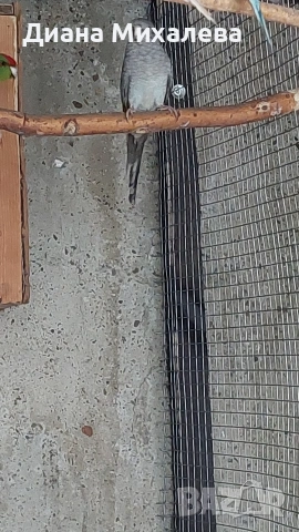 Пойни , снимка 3 - Папагали - 53227726