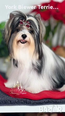 ЙоркширскиТериер! Малки Сладури за семейство с деца, снимка 2 - Йоркширски териер - 53558517