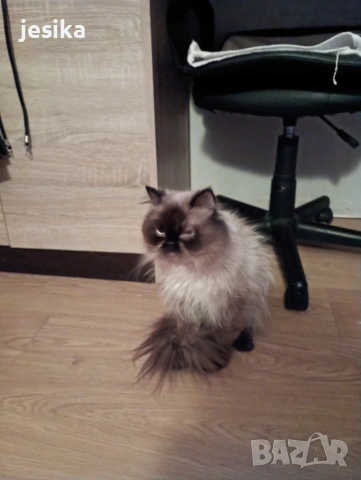 персийска на 6 месеца . Родителите са на последните снимки., снимка 6 - Персийска - 52840492