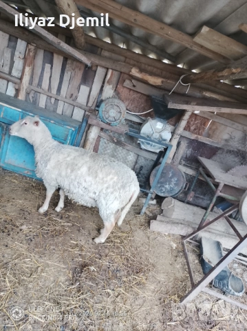 Шиле Мутон Шароле, снимка 3 - Овце - 53493475