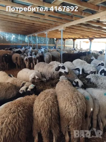 ПРОДАВАМ ОВЦЕ , снимка 1