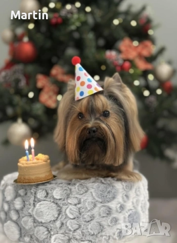 Малък джентълмен йорки търси своята дама 💕🐶, снимка 4 - Йоркширски териер - 52945201