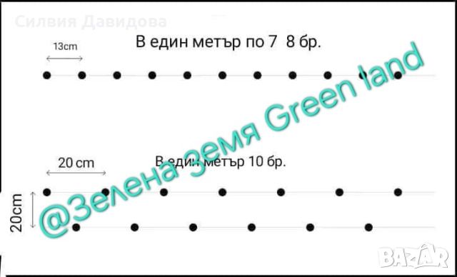 0.70 лв. Лигуструм на корен, снимка 3 - Градински цветя и растения - 52515719