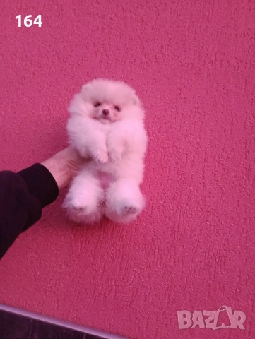 Женски Померан. Реални снимки от 09.12.25 г. , снимка 4 - Померан - 52713210