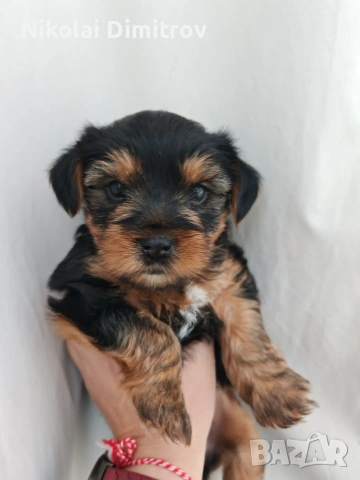 продавам йоркита, снимка 2 - Йоркширски териер - 53816766