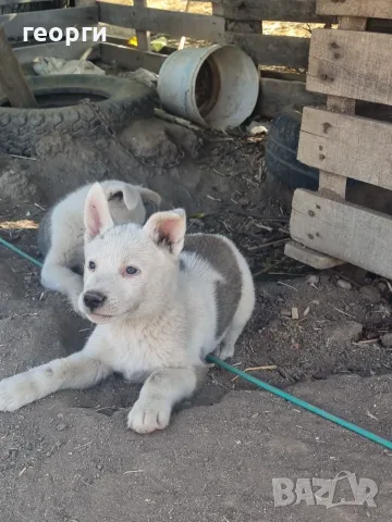 Западно сибирска Лайка, снимка 6 - Други - 55939744