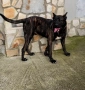 Падарявам  Cane Corso x Alabai, снимка 6