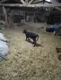 Продавам Крава на първо теле, снимка 3