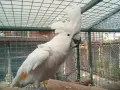 какаду алба мъжки, снимка 2