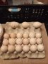 ПРОДАВАМ ДОМАШНИ ПУЙКИ И ЯЙЦА, снимка 14