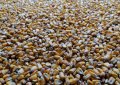 Бали люцерна,овесена и пшеничена слама, царевица. , снимка 1 - Стоки за селкостопански - 35722918