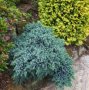 Хвойна Синя звезда - Juniperus squamata Blue Star, снимка 3